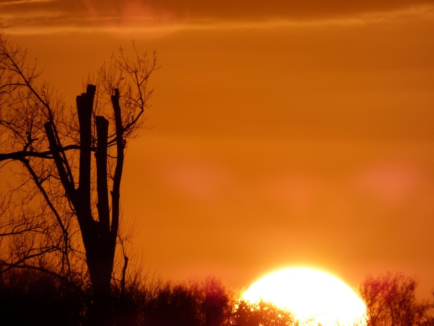 Silhueta de árvores ao pôr-do-sol