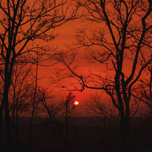 Foto silhueta de árvores com pôr do sol colorido.