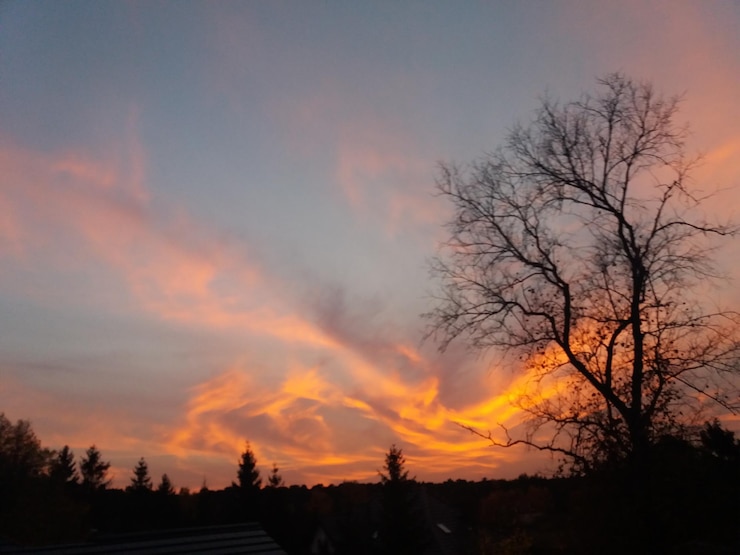 Foto silhueta de árvores contra o céu dramático durante o pôr do sol