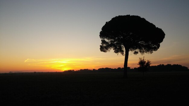 Silhueta de árvores no campo ao pôr-do-sol