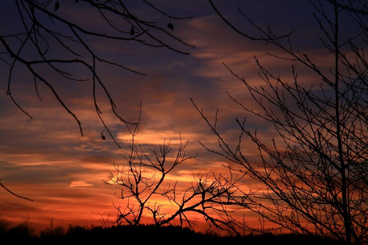 Foto silhueta de árvores nuas ao pôr-do-sol
