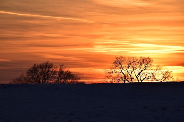 Foto silhueta de árvores nuas ao pôr-do-sol