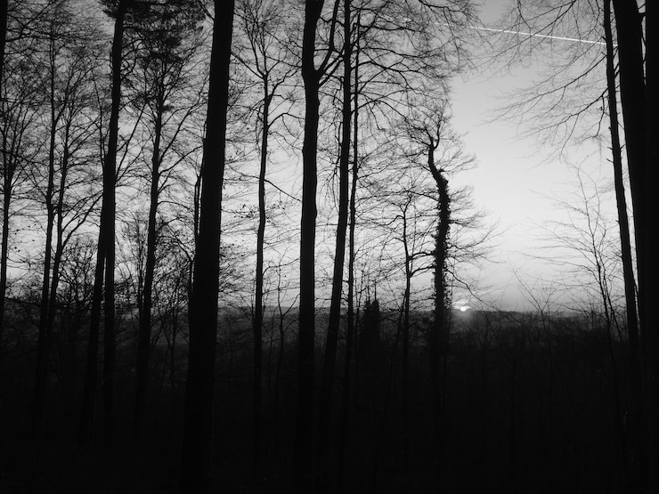 Foto silhueta de árvores nuas na floresta