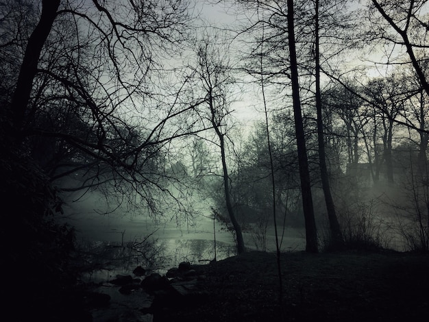 Foto silhueta de árvores nuas no lago