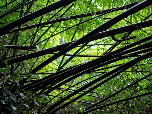 Silhueta de bambu na floresta tropical