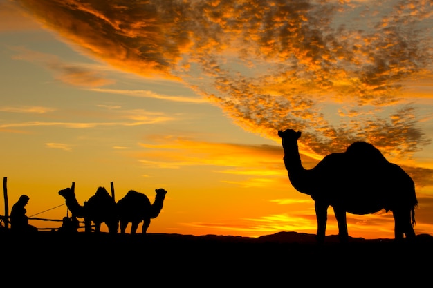 silhueta de camelos no deserto