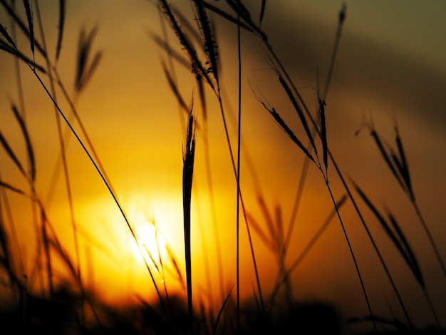 Silhueta de campos de flores de grama selvagem pela manhã. amanhecer dourado ou hora do pôr do sol.