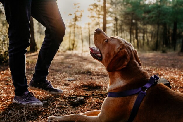 Silhueta de cão labrador com boca aberta, sentado na floresta e olhando para seu dono ao pôr do sol em raios solares. conceito de cães caçador