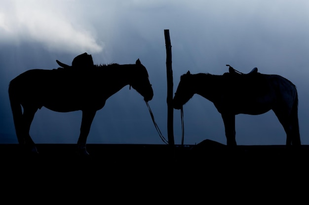 Silhueta de cavalo contra o céu