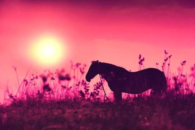 Silhueta de cavalo na grama alta ao nascer do sol roxo de manhã cedo no prado