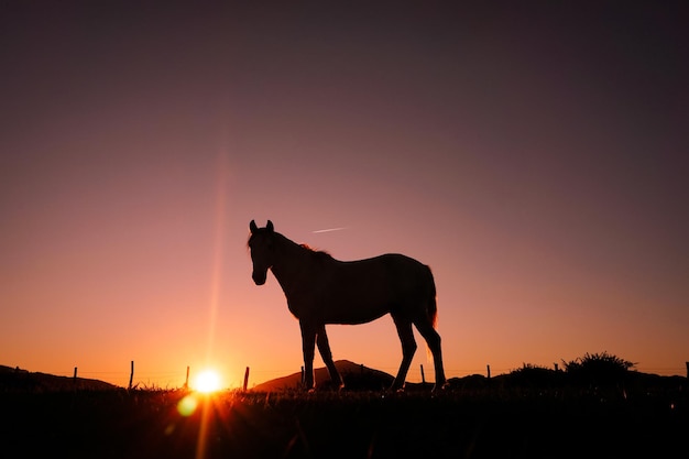 silhueta de cavalo na zona rural e belo fundo por do sol