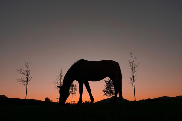 silhueta de cavalo na zona rural e belo fundo por do sol