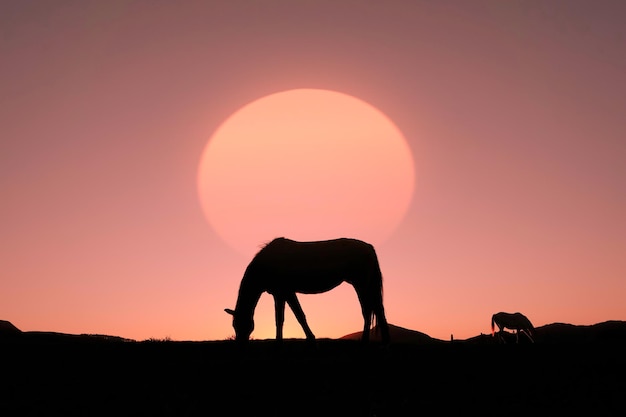 silhueta de cavalo na zona rural e fundo lindo pôr do sol