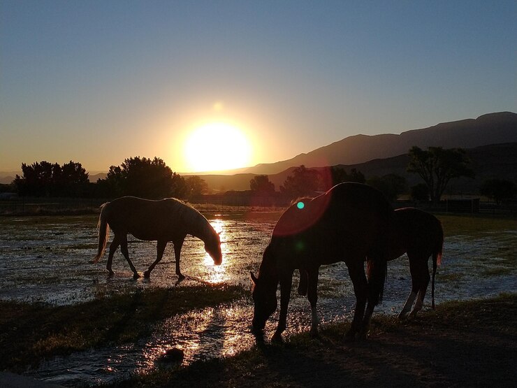 Foto silhueta de cavalo no campo contra o céu durante o pôr do sol