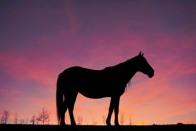 silhueta de cavalo no prado com um belo fundo por do sol