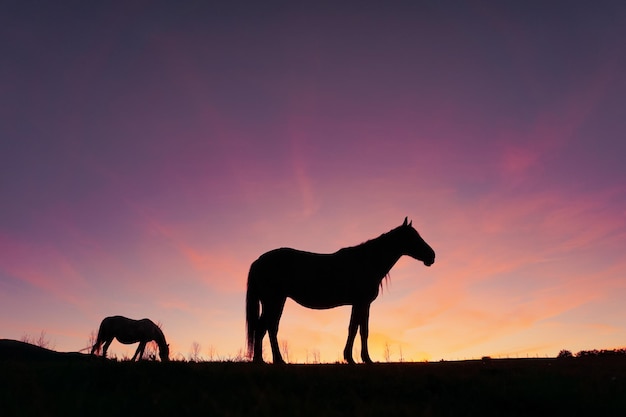 Silhueta de cavalo no prado com um belo fundo por do sol