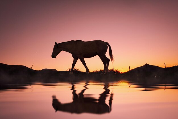 silhueta de cavalo refletida na água e no belo fundo do pôr do sol