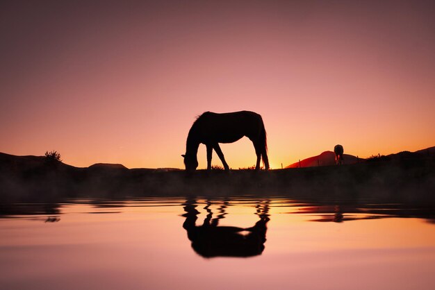 silhueta de cavalo refletida na água e no belo fundo do pôr do sol