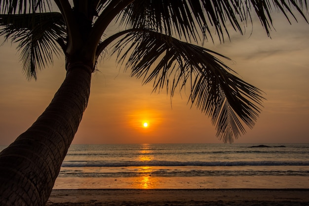 Foto silhueta de coco na praia