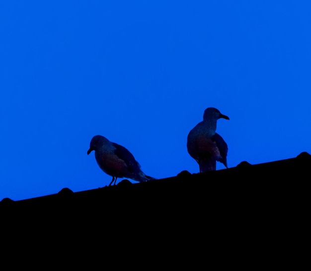 Silhueta de dois pombos em um telhado ao pôr do sol sob um céu