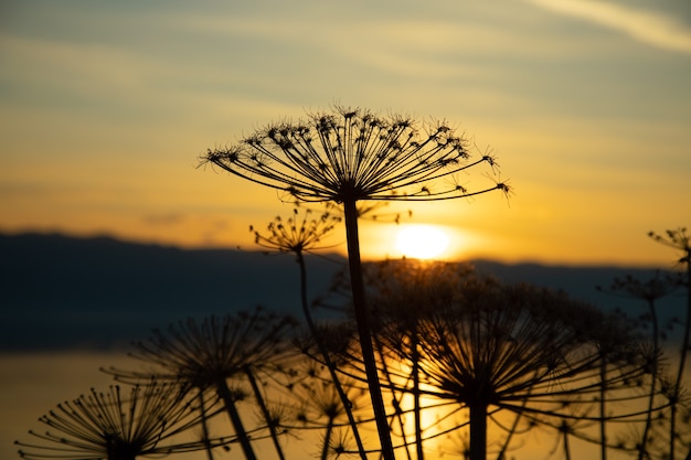 Foto silhueta de flor de grama e lago ao pôr do sol