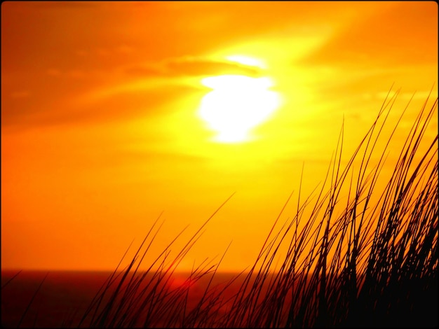 Foto silhueta de grama ao lado do mar contra o céu nublado durante o pôr-do-sol