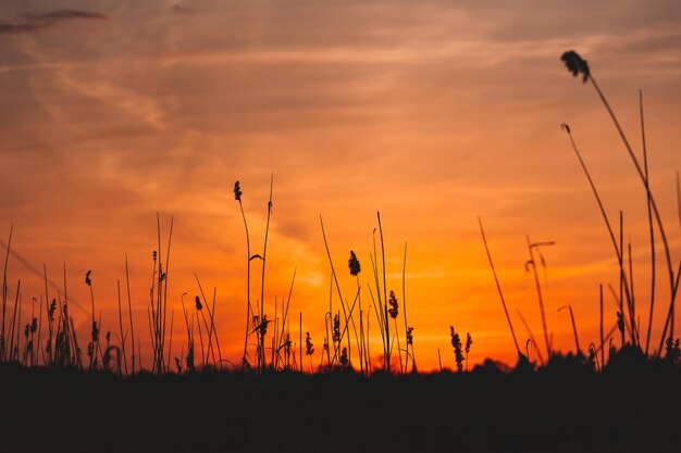 Silhueta de gramíneas de junco em um campo em Brandeburgo Berlim Alemanha durante o pôr do sol