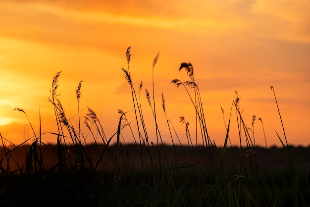 Silhueta de juncos contra o pano de fundo de um belo céu do sol, cores douradas amarelas alaranjadas de