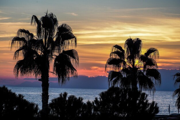 Foto silhueta de palmeira no mar contra o céu durante o pôr-do-sol