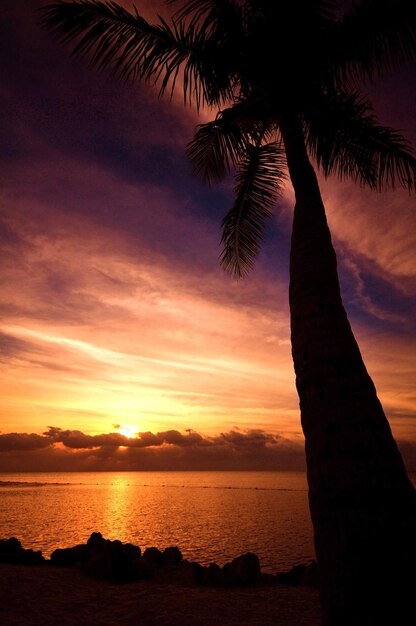 Foto silhueta de palmeira no mar contra o céu durante o pôr-do-sol