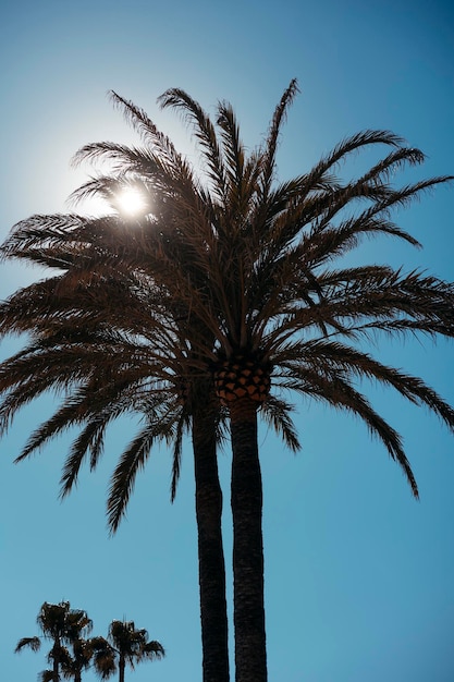 Silhueta de palmeira tropical contra luz solar brilhante Foto de alta qualidade
