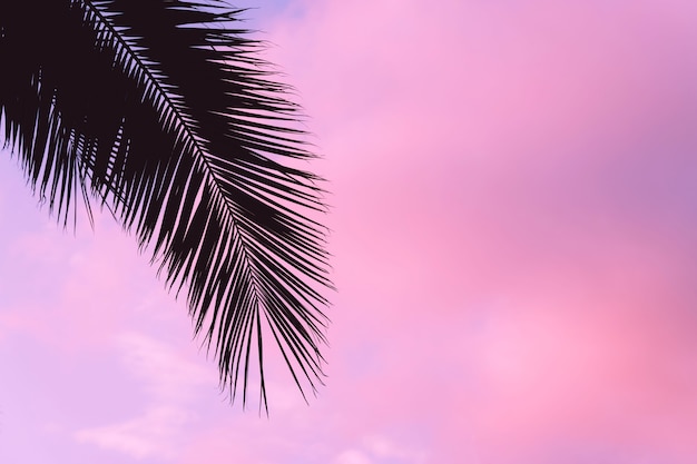 silhueta de palmeiras contra o céu rosa púrpura