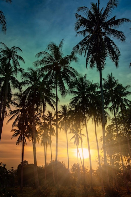 Silhueta de palmeiras de coco na praia ao pôr do sol Tom Vintage