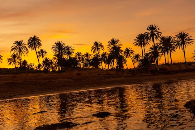 Silhueta de palmeiras em um pôr do sol laranja na cidade de Torrevieja White coast