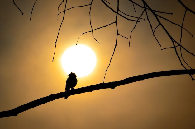 Silhueta de pássaro na árvore ao nascer do sol