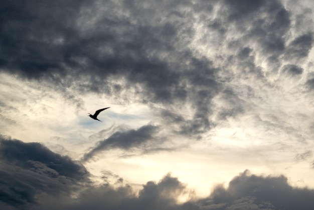 Silhueta de pássaro voando contra céu dramático com nuvens tempestuosas