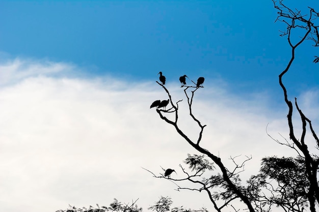 Foto silhueta de pássaros garças na árvore