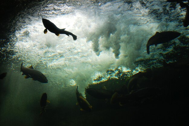 Foto silhueta de peixe nadando no mar