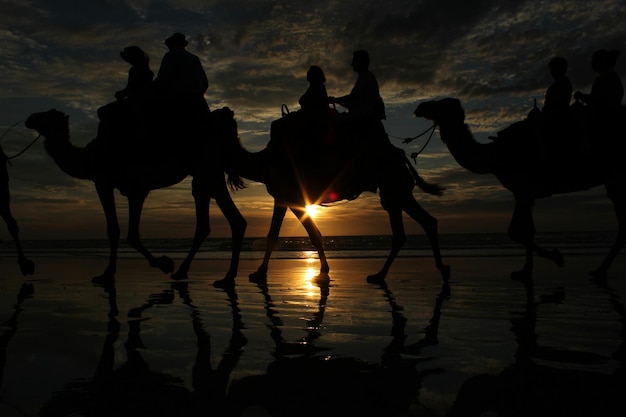 Foto silhueta de pessoas montadas em camelos na praia durante o pôr do sol