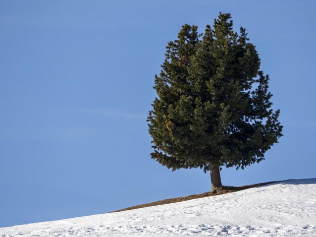 Silhueta de pinheiro isolada na neve nas montanhas