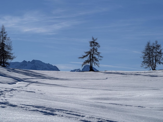 Silhueta de pinheiro isolada na neve nas montanhas