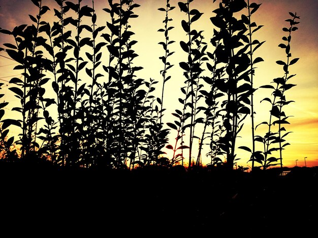 Foto silhueta de planta contra o céu durante o pôr-do-sol