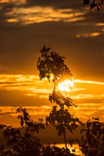 Foto silhueta de planta contra o céu durante o pôr-do-sol