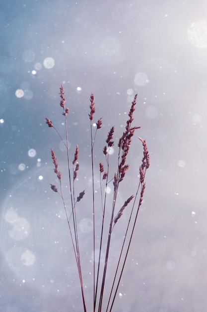 silhueta de plantas e fundo do céu no inverno