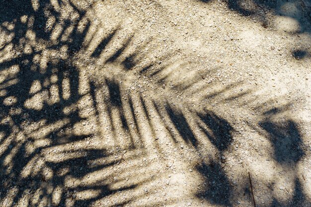 Silhueta de sombra de folha de palmeira de coco em fundo marrom de terra seca, praia, areia pedregosa à terra