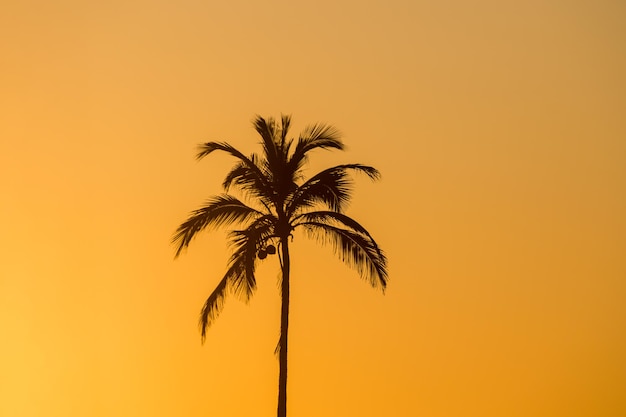 Silhueta de um coqueiro no posto 9 da praia de ipanema no Rio de Janeiro Brasil