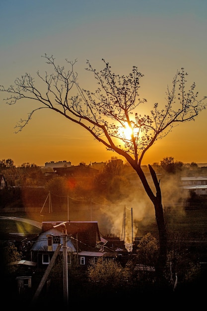 Silhueta de uma árvore no pôr do sol