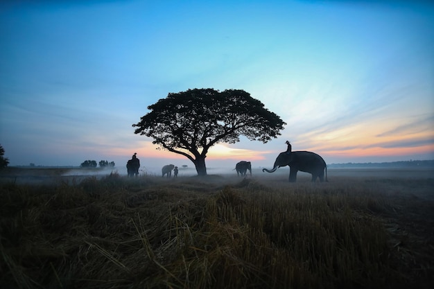 Silhueta de uma avestruz de elefantes e uma águia deslumbrante na cena da paisagem da tailândia