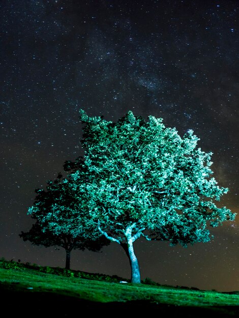 Silhueta de uma bela árvore à noite iluminada com uma lanterna Monte Erlaitz na cidade de Irun