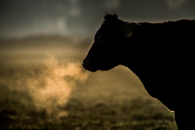 Silhueta de uma vaca solitária no pasto durante o pôr do sol em um fundo desfocado